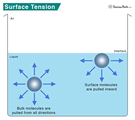 dropping a button into water to test surface tension|surface tension techniques.